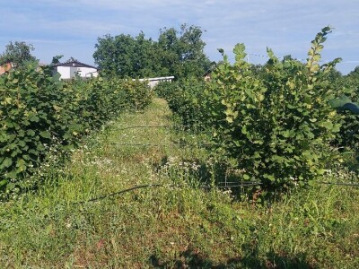 Nemanja Bajić, uzgajivač lješnika Nemanja Bajić, uzgajivač lješnika