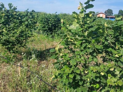 Nemanja Bajić, uzgajivač lješnika Nemanja Bajić, uzgajivač lješnika