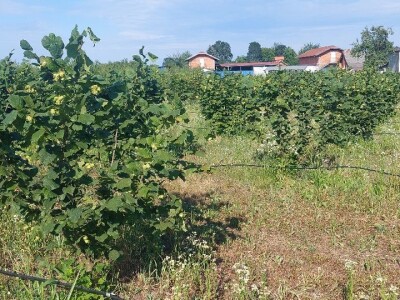 Nemanja Bajić, uzgajivač lješnika Nemanja Bajić, uzgajivač lješnika
