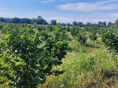 Nemanja Bajić, uzgajivač lješnika Nemanja Bajić, uzgajivač lješnika
