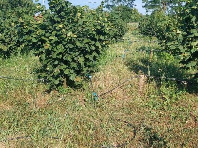 Nemanja Bajić, uzgajivač lješnika Nemanja Bajić, uzgajivač lješnika