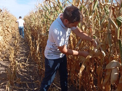 Nemanja Ivković, proizvodnja kukuruza