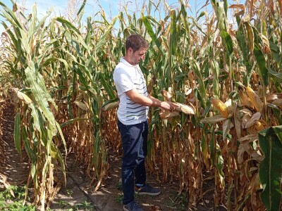 Nemanja Ivković, proizvodnja kukuruza