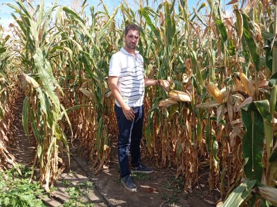 Nemanja Ivković, proizvodnja kukuruza