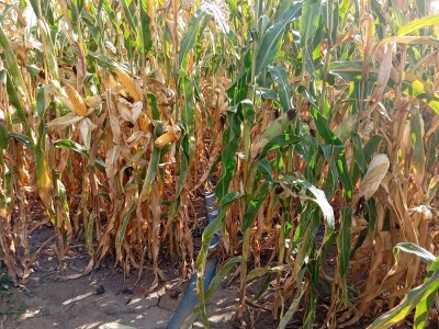 Nemanja Ivković, proizvodnja kukuruza