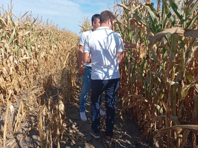 Nemanja Ivković, proizvodnja kukuruza