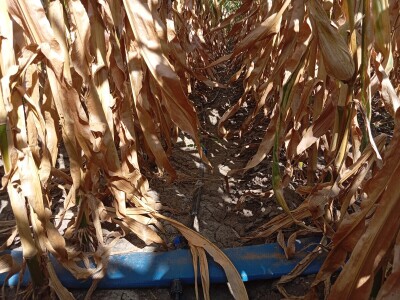 Nemanja Ivković, proizvodnja kukuruza