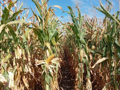 Nemanja Ivković, proizvodnja kukuruza