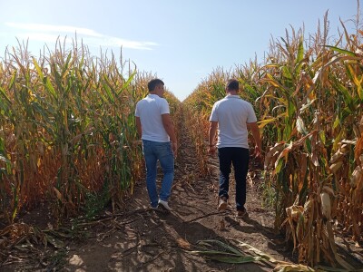 Nemanja Ivković, proizvodnja kukuruza