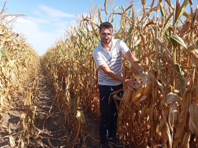 Nemanja Ivković, proizvodnja kukuruza