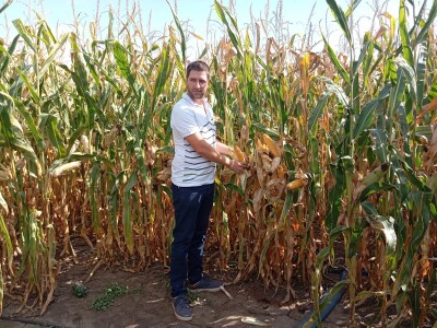 Nemanja Ivković, proizvodnja kukuruza