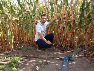 Nemanja Ivković, proizvodnja kukuruza