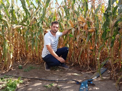 Nemanja Ivković, proizvodnja kukuruza