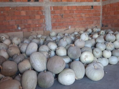 Nenad je šampion u uzgajanju bundeva