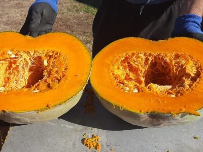 Nenad je šampion u uzgajanju bundeva