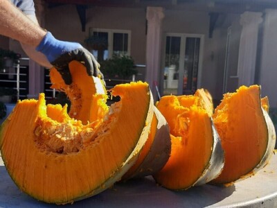 Nenad je šampion u uzgajanju bundeva