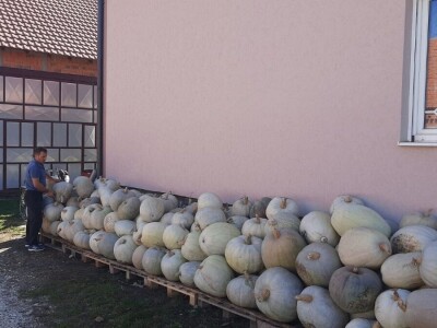 Nenad je šampion u uzgajanju bundeva, foto: M. Lazarević
