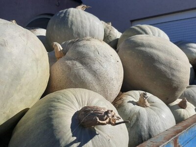 Nenad je šampion u uzgajanju bundeva, foto: M. Lazarević