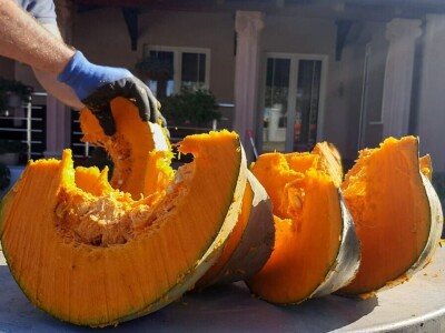 Nenad je šampion u uzgajanju bundeva, foto: M. Lazarević