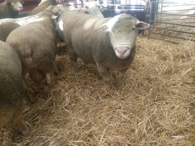 Nenad Kuzmanović i Saša Horvat