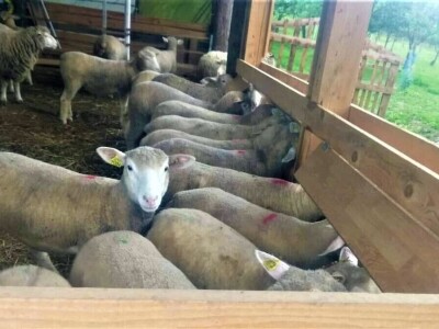 Nenad Kuzmanović i Saša Horvat