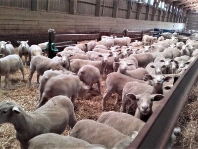 Nenad Kuzmanović i Saša Horvat