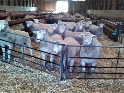 Nenad Kuzmanović i Saša Horvat