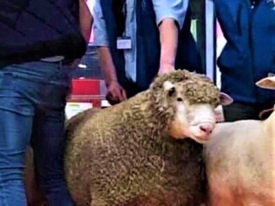 Nenad Kuzmanović i Saša Horvat