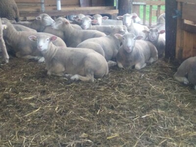 Nenad Kuzmanović i Saša Horvat