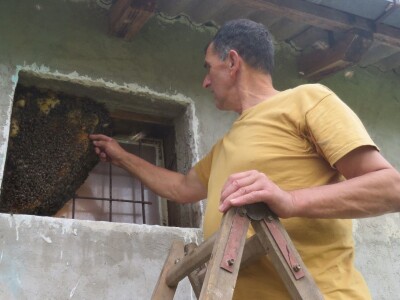 Neobičan pčelinji dom