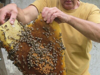 Neobičan pčelinji dom