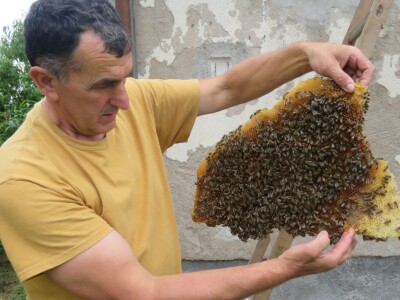 Neobičan pčelinji dom