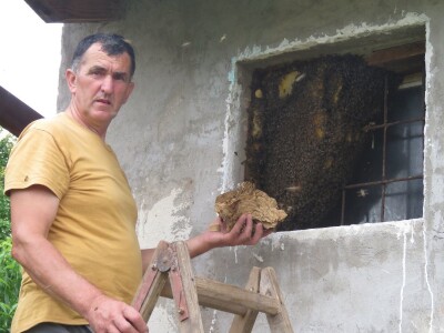 Neobičan pčelinji dom