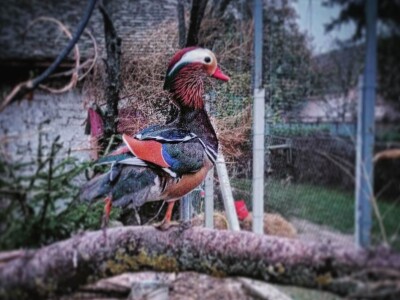 Neobični kućni ljubimci