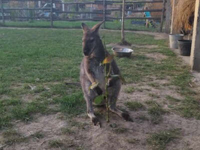 Neobični kućni ljubimci