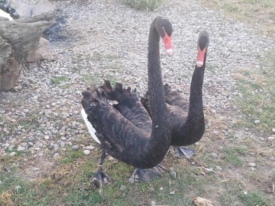 Neobični kućni ljubimci