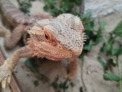 Neobični kućni ljubimci