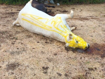 Neobjašnjivo ugibanje stoke Gornjih Maovica