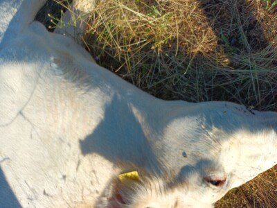 Neobjašnjivo ugibanje stoke Gornjih Maovica