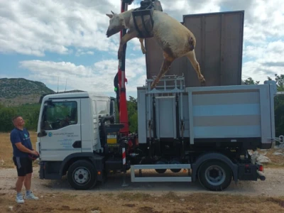 Neobjašnjivo ugibanje stoke Gornjih Maovica