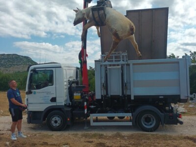 Neobjašnjivo ugibanje stoke Gornjih Maovica