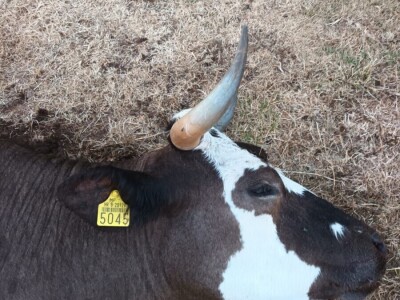 Neobjašnjivo ugibanje stoke Gornjih Maovica