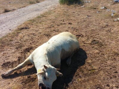 Neobjašnjivo ugibanje stoke Gornjih Maovica