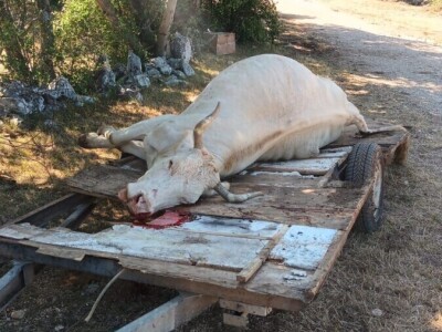 Neobjašnjivo ugibanje stoke Gornjih Maovica