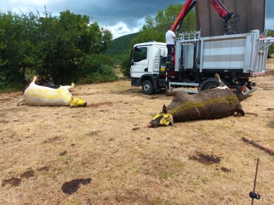 Neobjašnjivo ugibanje stoke Gornjih Maovica