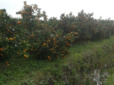 Neobrane mandarine...