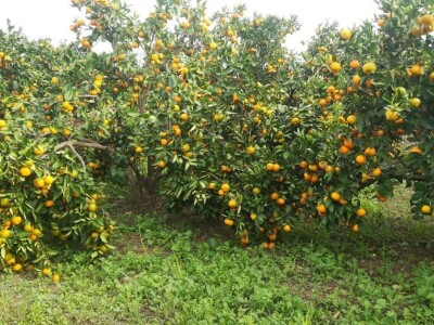 Neobrane mandarine...