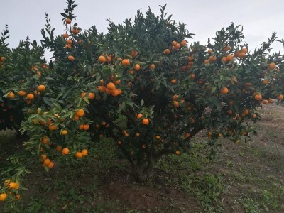 Neobrane mandarine...