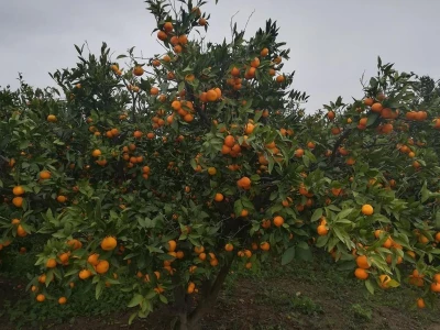 Neobrane mandarine...