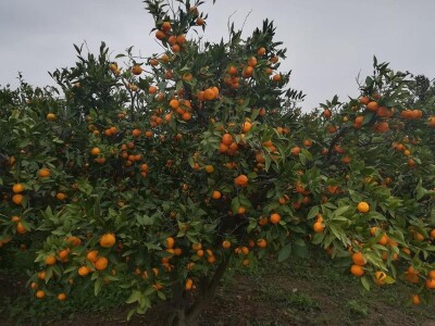 Neobrane mandarine...